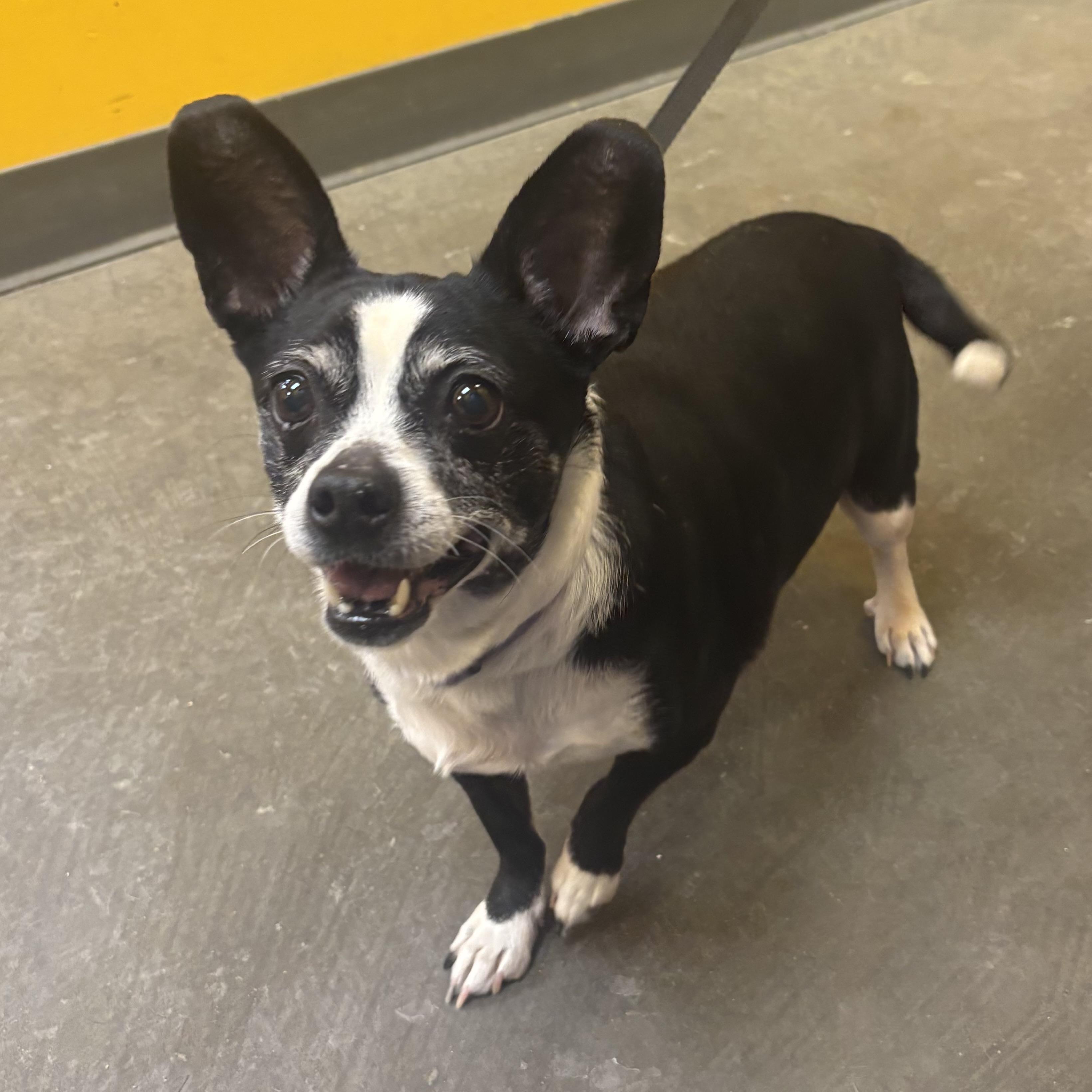 Enlarge Zoey, an adopted mixed breed in Waynesburg, PA image 5/6