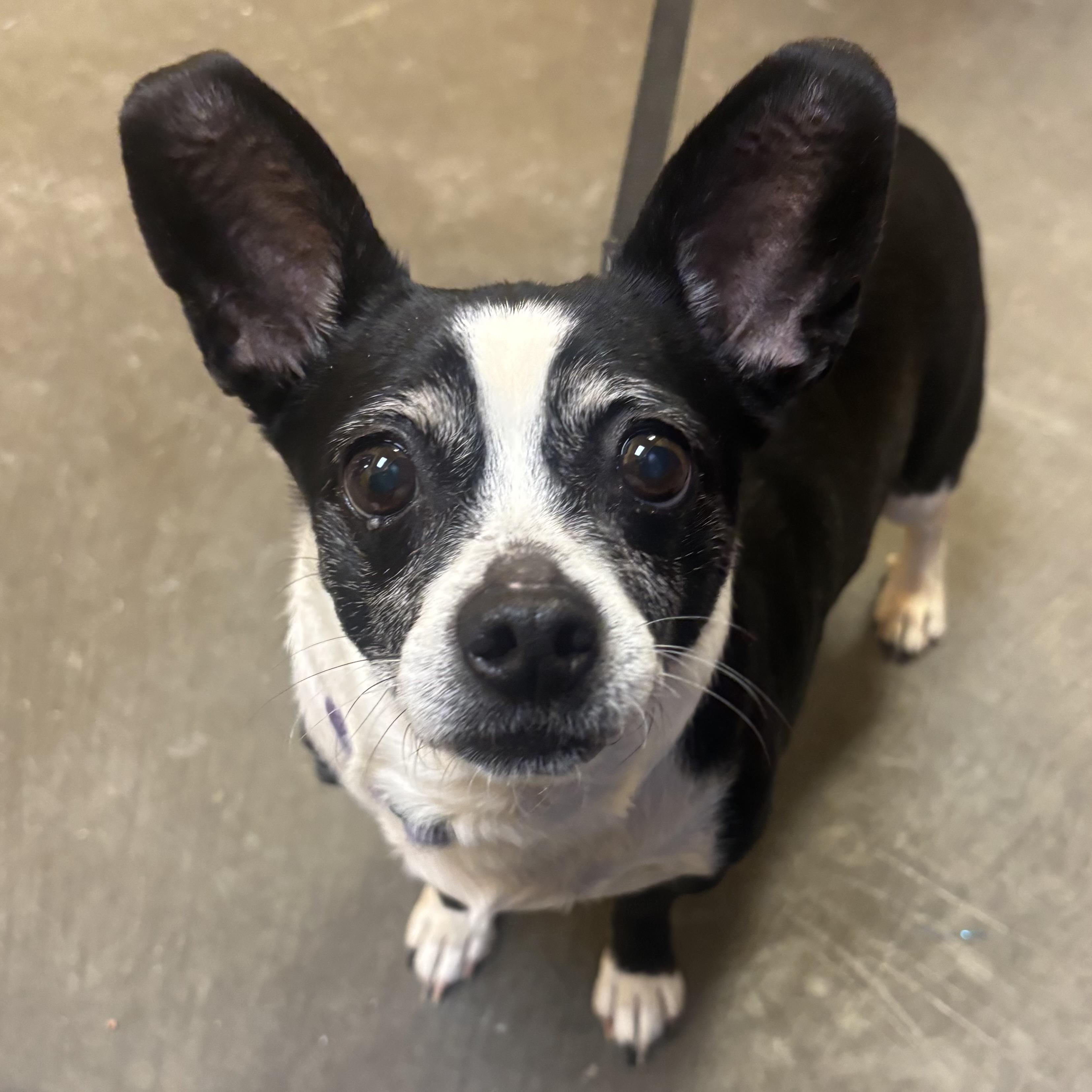 Enlarge Zoey, an adopted mixed breed in Waynesburg, PA image 2/6