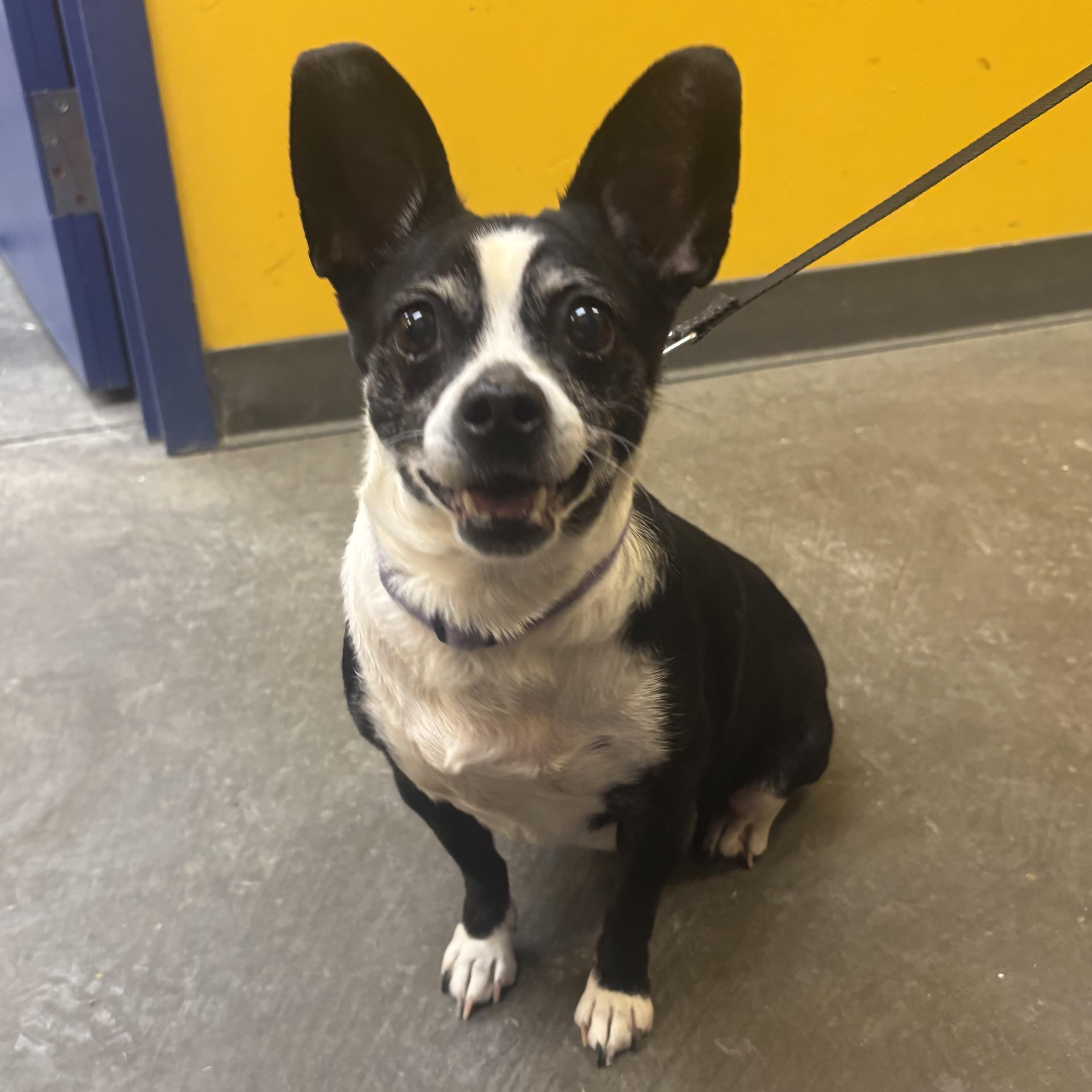 Enlarge Zoey, an adopted mixed breed in Waynesburg, PA image 1/6