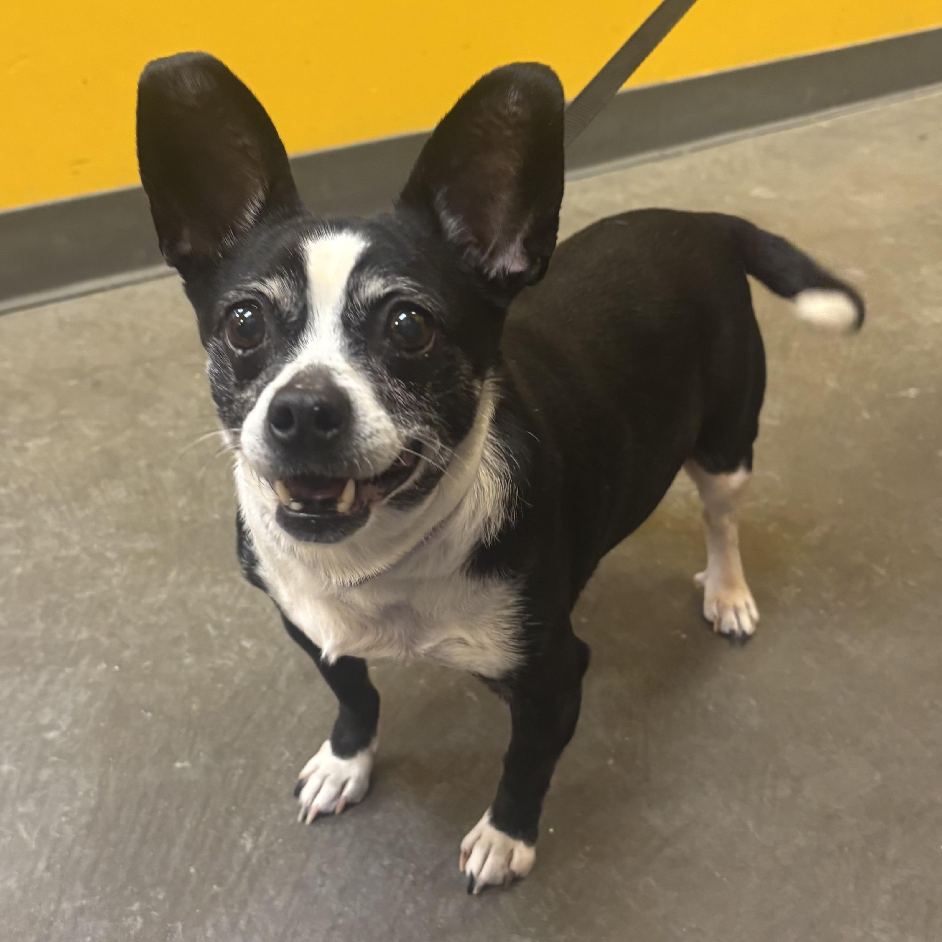 Enlarge Zoey, an adopted mixed breed in Waynesburg, PA image 4/6