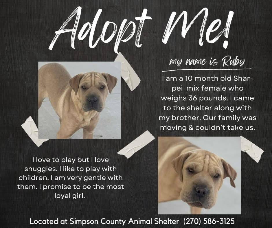 Ruby, ADOPTABLE, Puppy Female Shar-Pei.