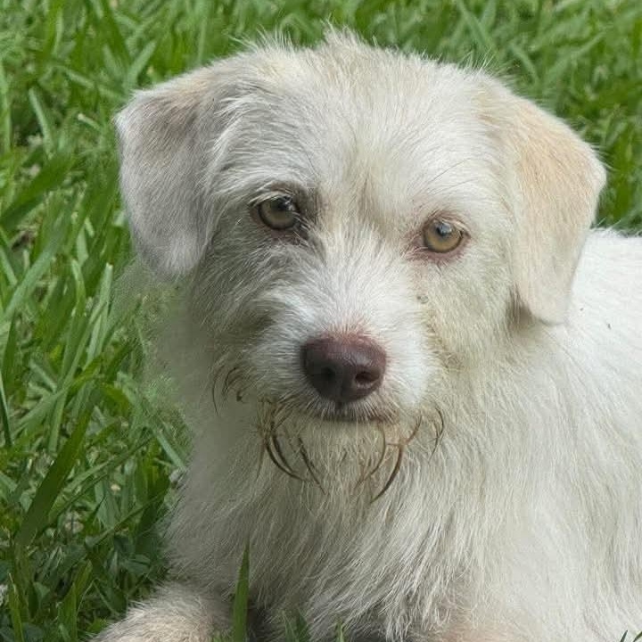 Pearl, a Adoptable mixed breed in Elkton, MD image 2/2