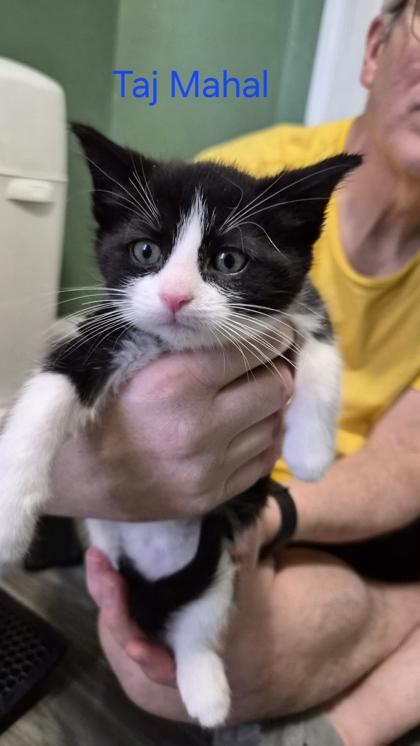 Taj Mahal (Modern Wonders Litter), adopted, Young Male Domestic Short Hair.