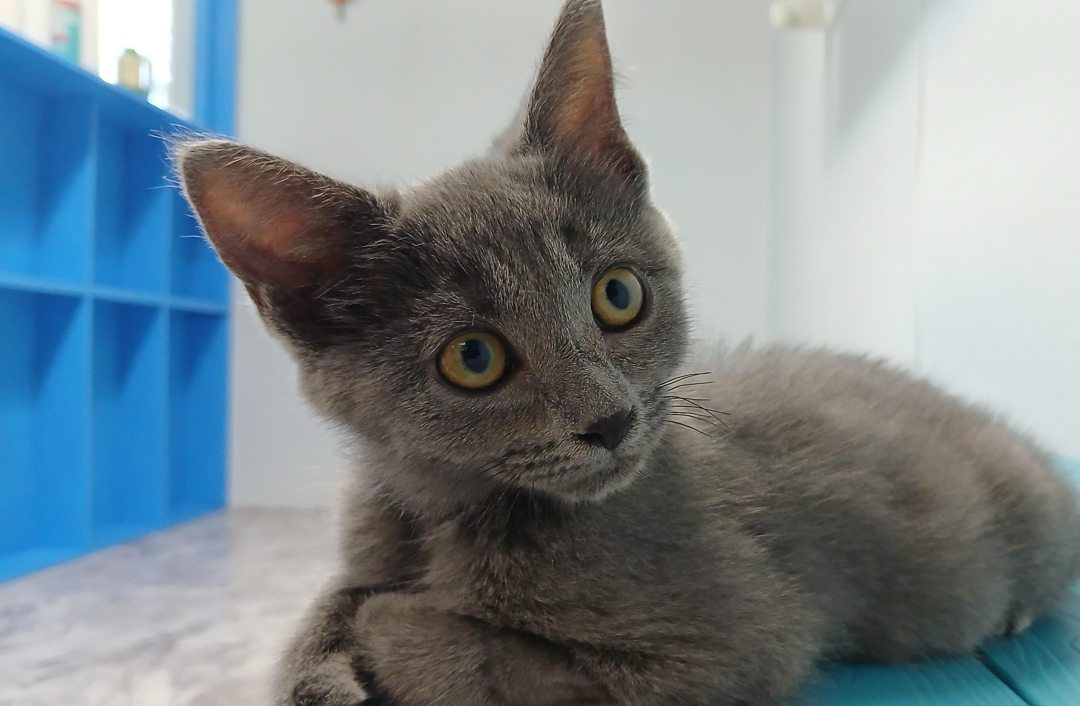 Mercury, an adopted Domestic Short Hair in Cullowhee, NC image 1/6
