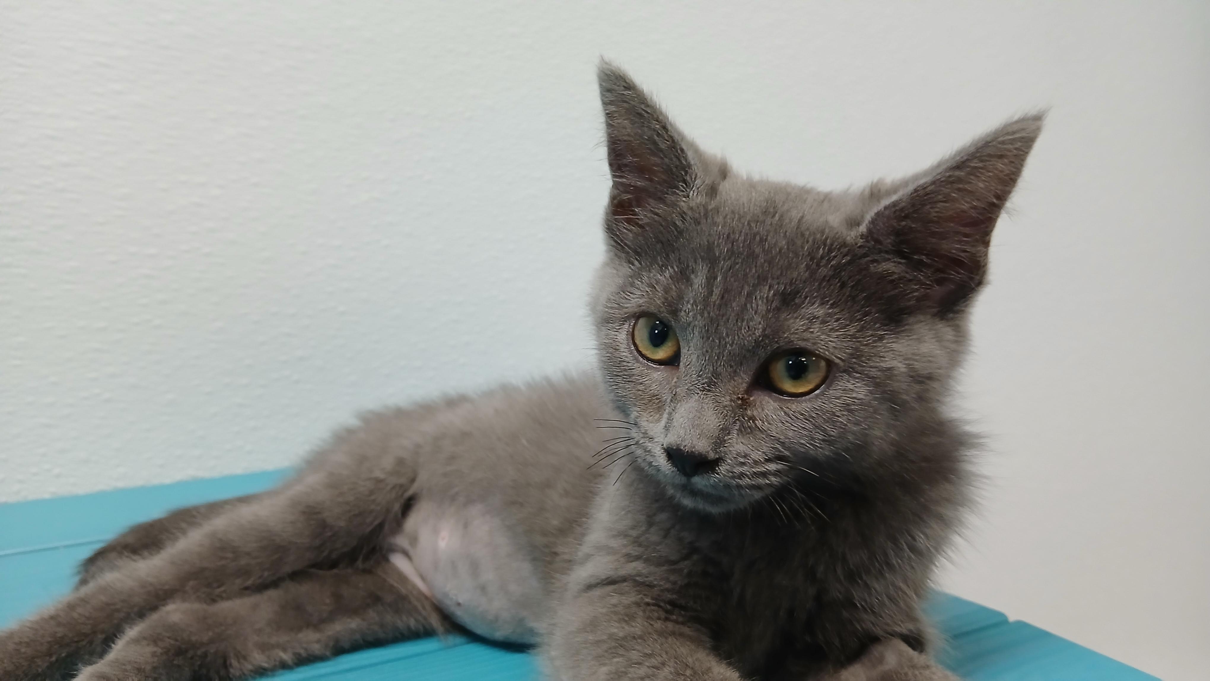 Mercury, an adopted Domestic Short Hair in Cullowhee, NC image 6/6