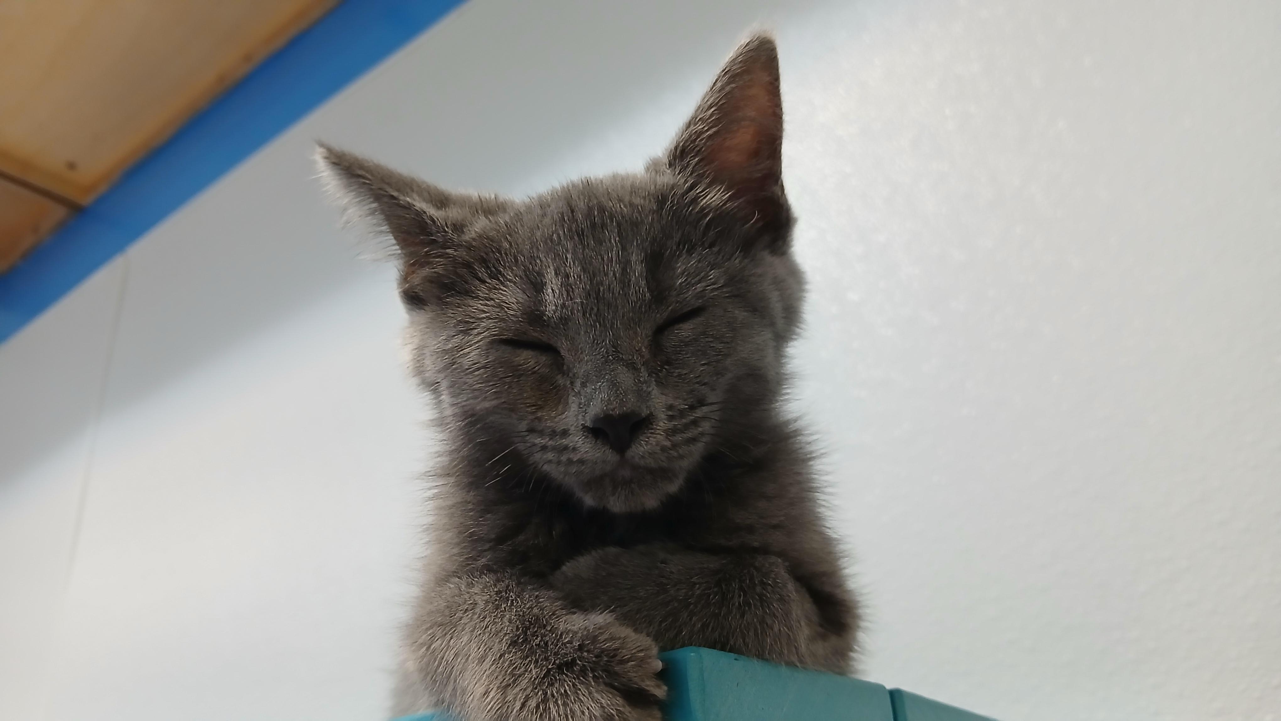 Mercury, an adopted Domestic Short Hair in Cullowhee, NC image 4/6