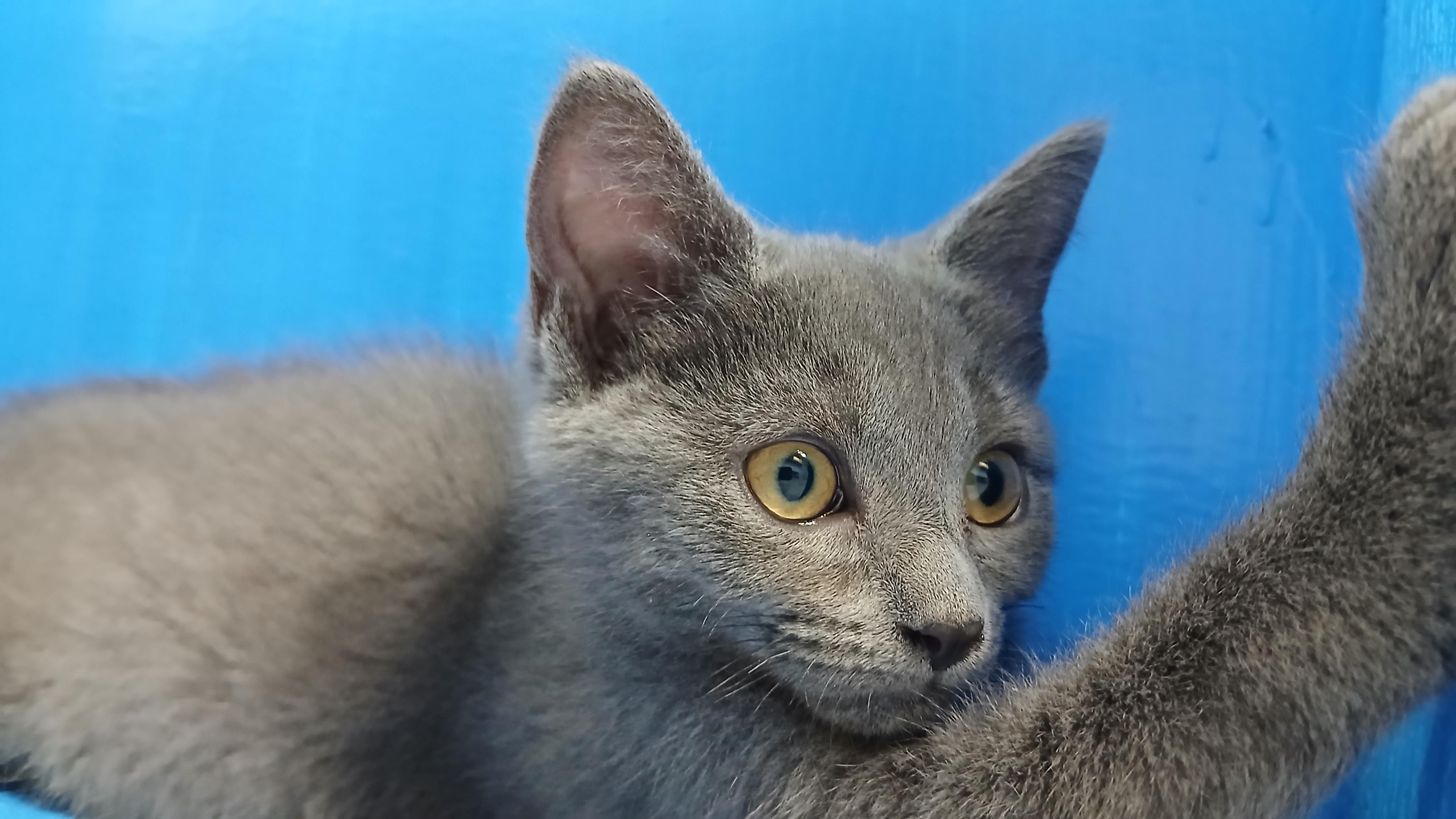 Mercury, an adopted Domestic Short Hair in Cullowhee, NC image 3/6