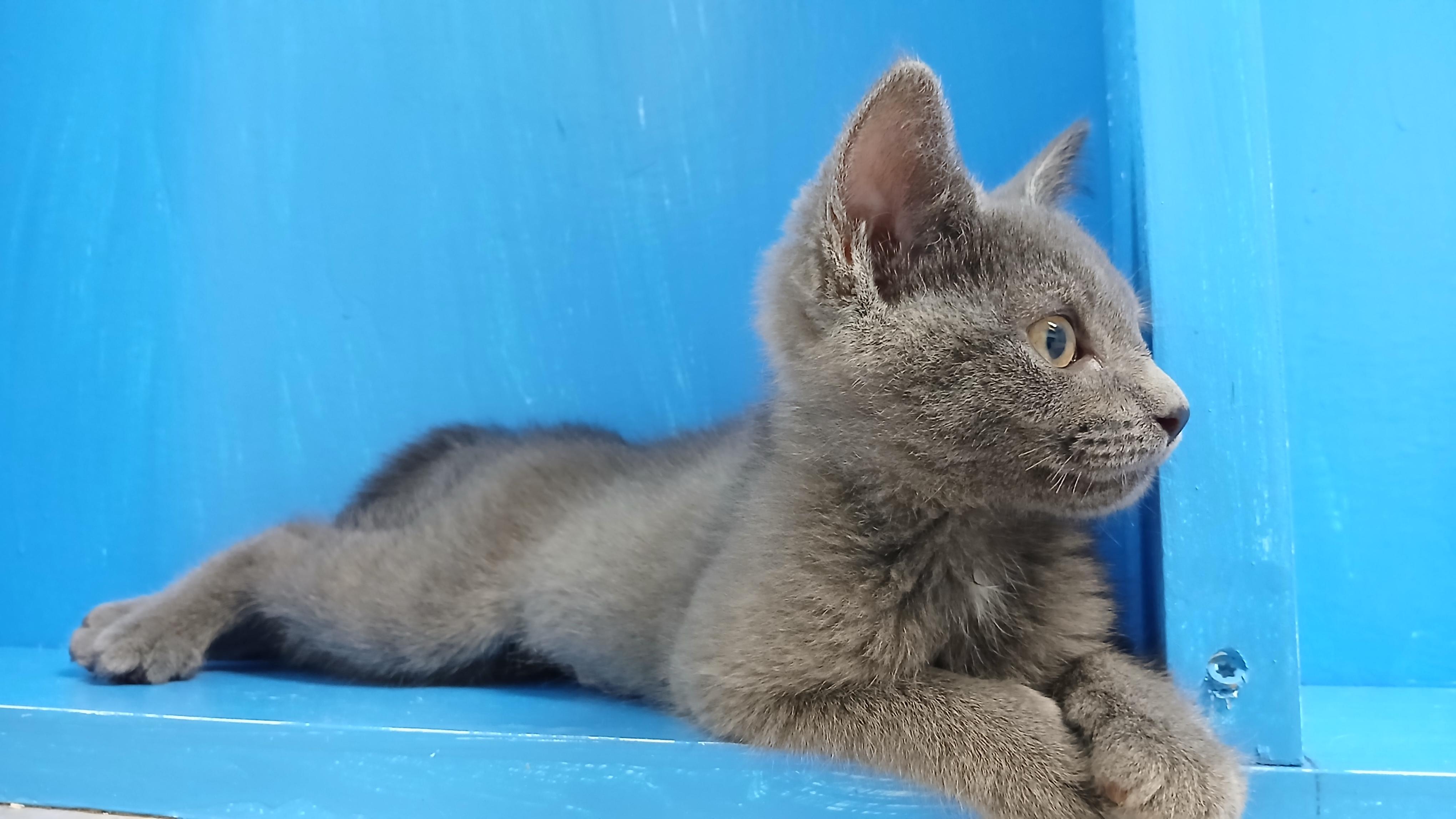 Mercury, an adopted Domestic Short Hair in Cullowhee, NC image 5/6