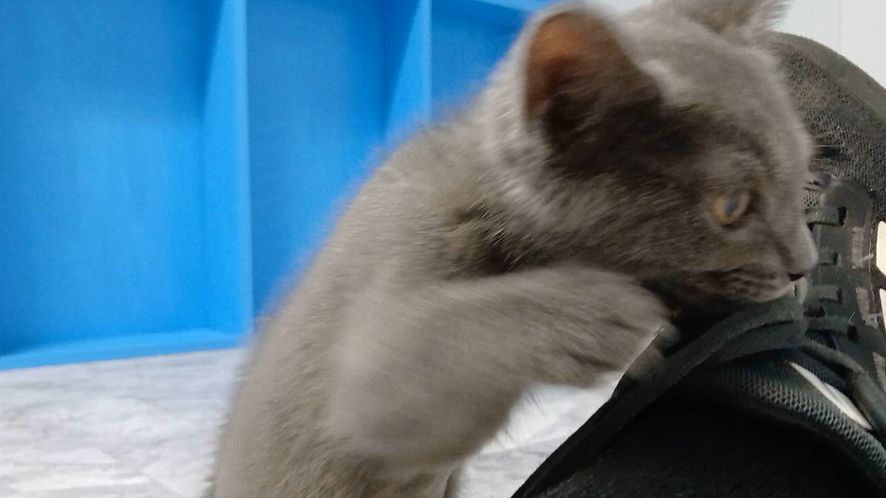 Enlarge Mercury, an adopted Domestic Short Hair in Cullowhee, NC video 2/6