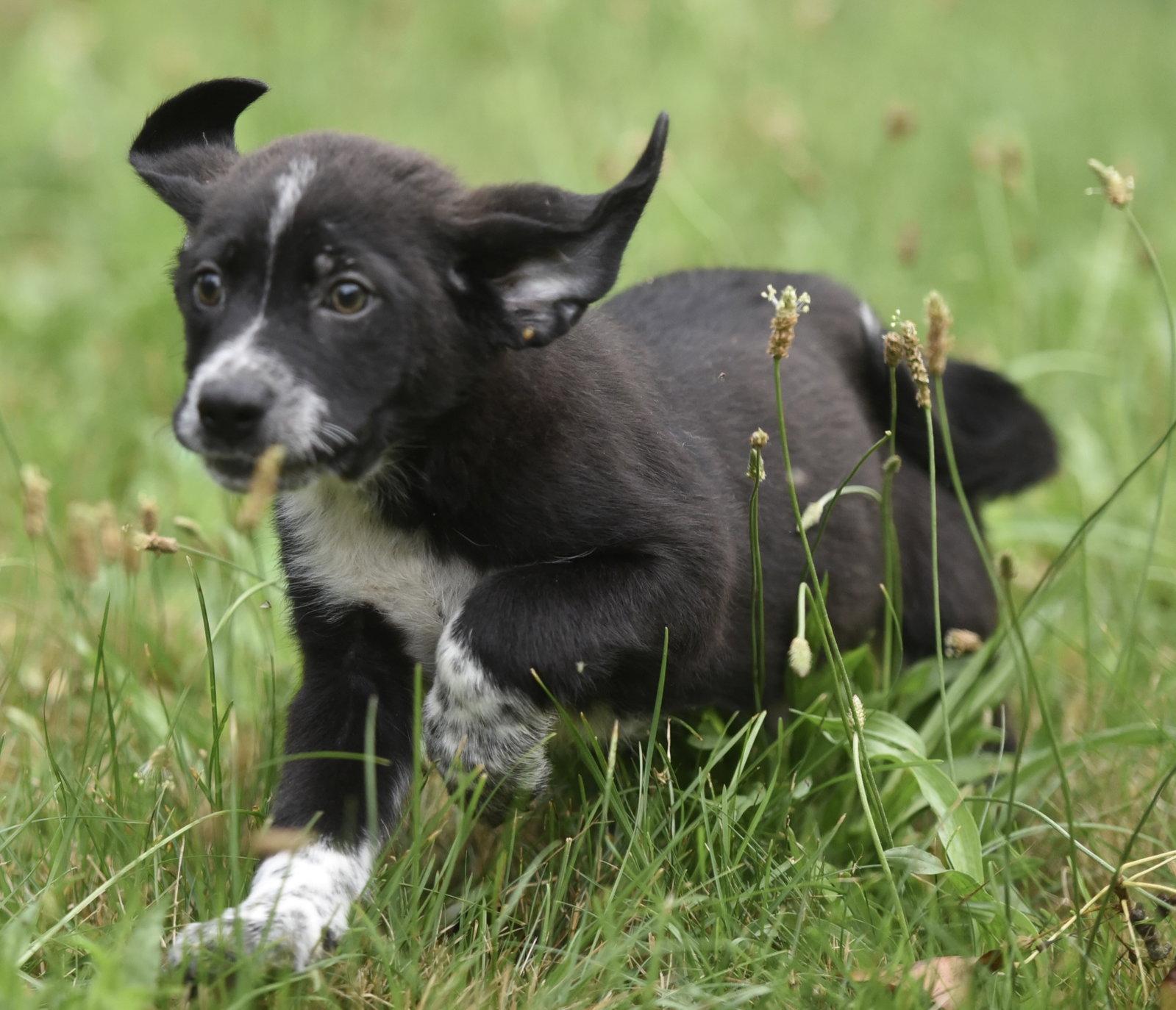 Enlarge Willy, a Adopted mixed breed in Mechanicsburg, PA image 2/3