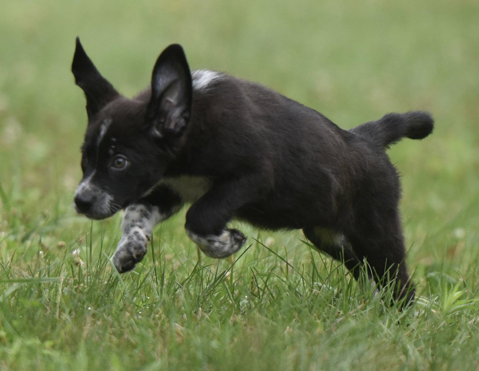 Enlarge Willy, a Adopted mixed breed in Mechanicsburg, PA image 3/3