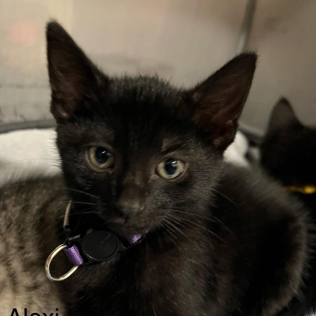 Alexi 95C25, Adoptable, Kitten Female Domestic Short Hair & Domestic Short Hair.