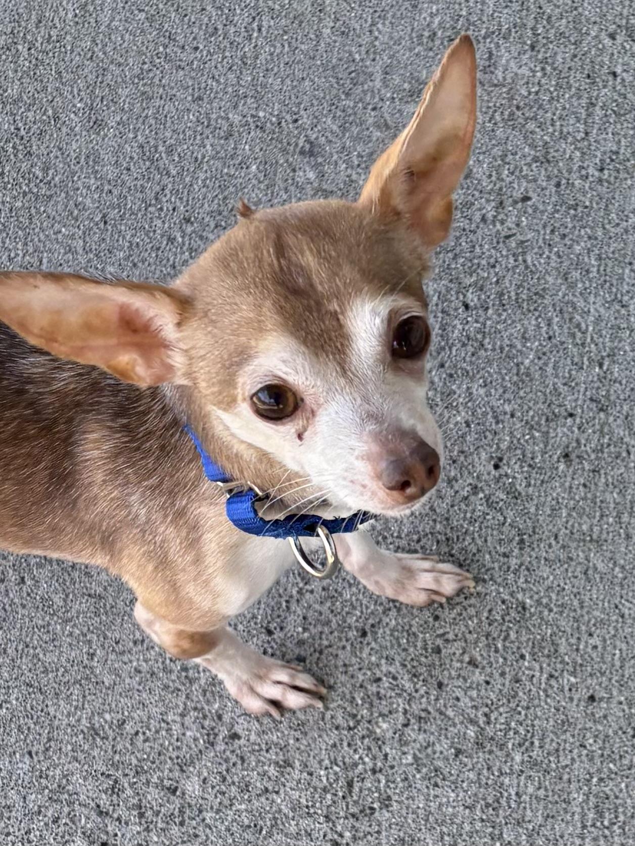 Enlarge Orville, an adoption pending mixed breed in Silvana, WA image 1/1