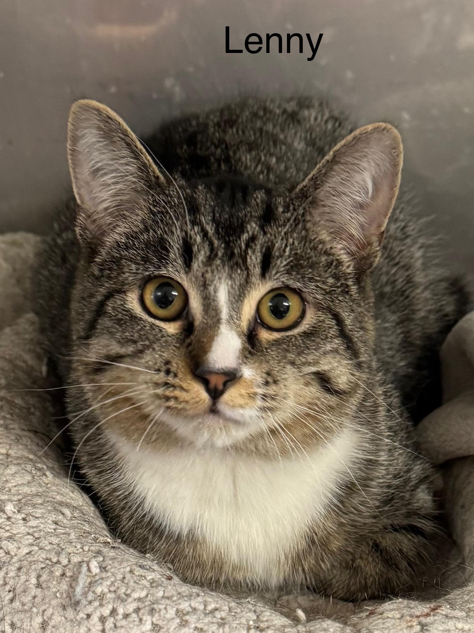 Lenny, a ADOPTABLE Tabby in Ludington, MI image 2/3