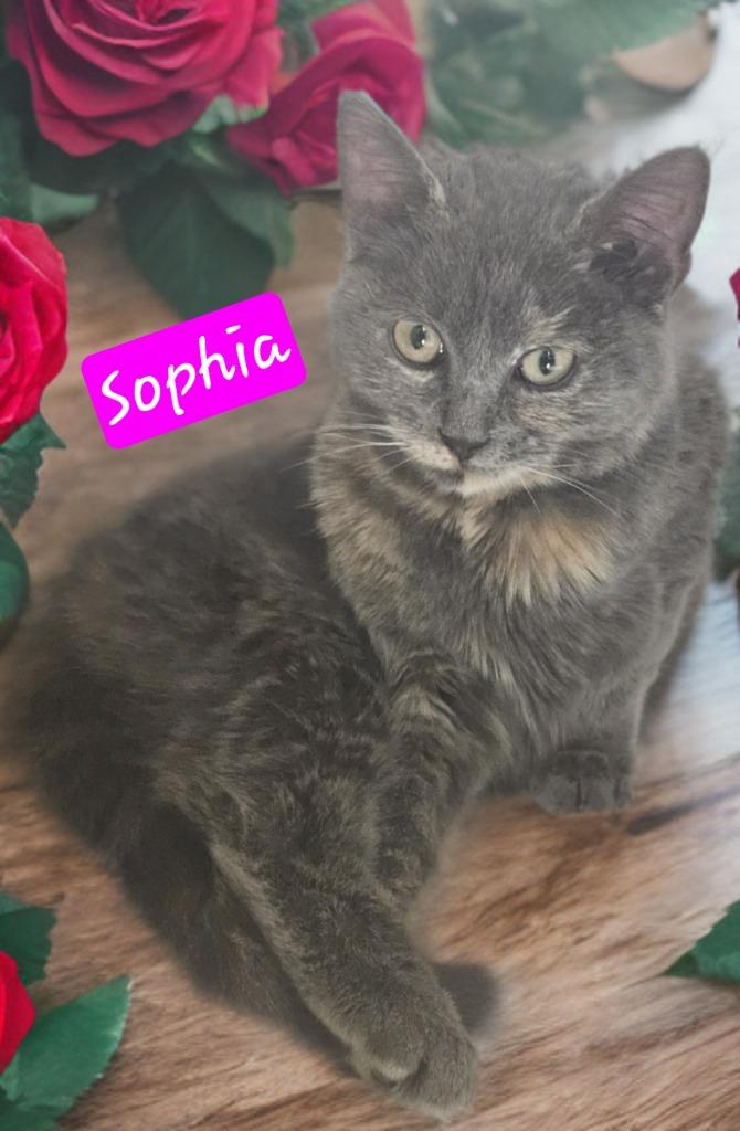 Sophia, Adoptable, Young Female Domestic Short Hair.