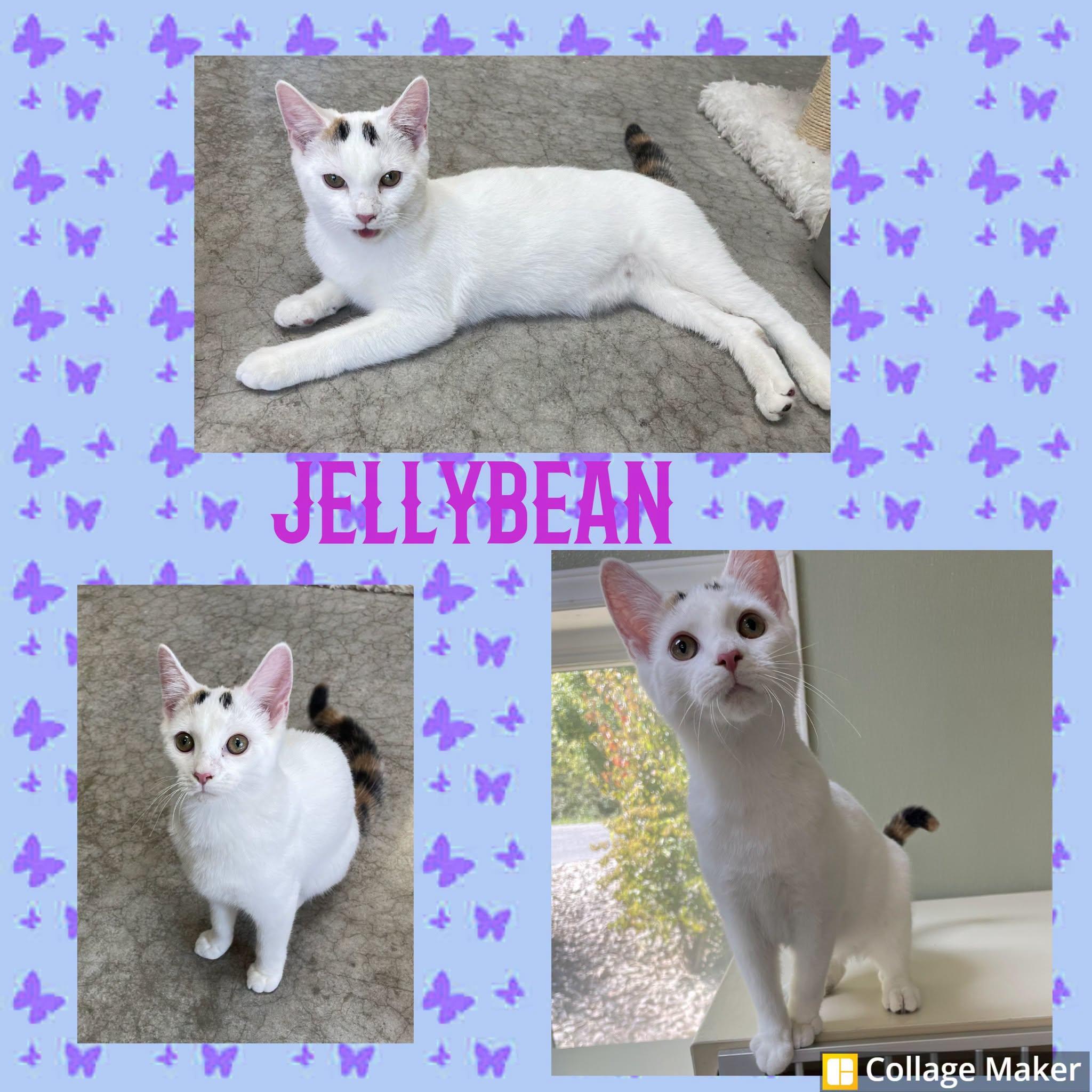 Jelly Bean, Adoptable, Young Female Domestic Short Hair.