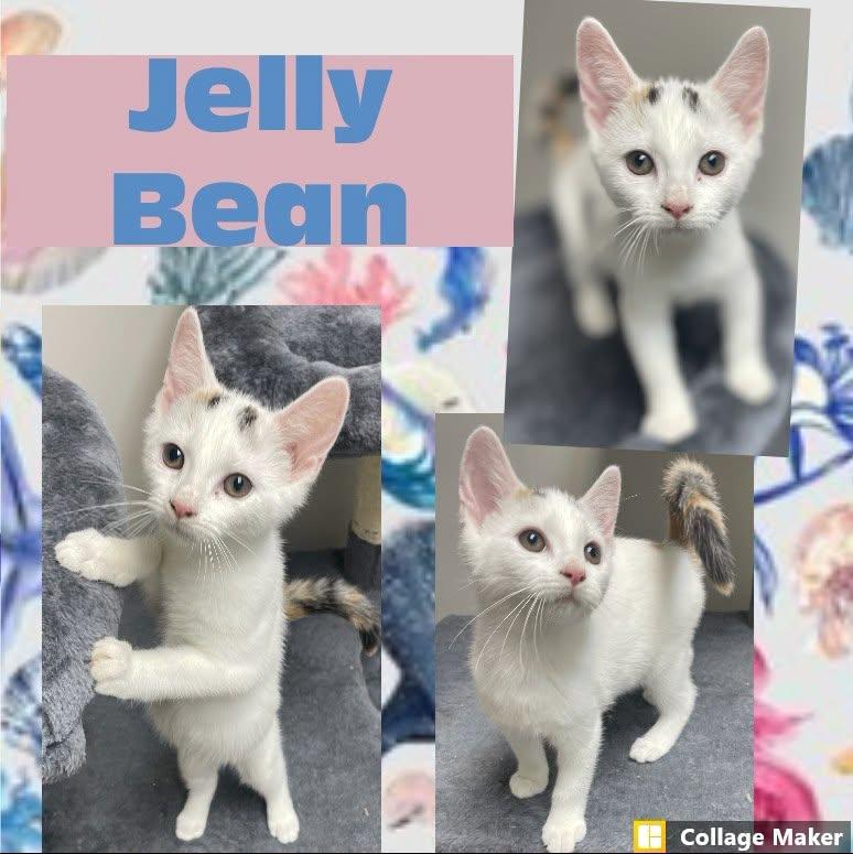 Jelly Bean, ADOPTABLE, Young Female Domestic Short Hair.