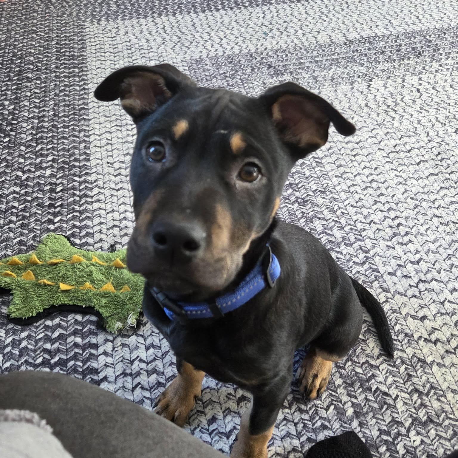 Enlarge Paprika, an adopted Pit Bull Terrier in Norwood, NY image 2/3