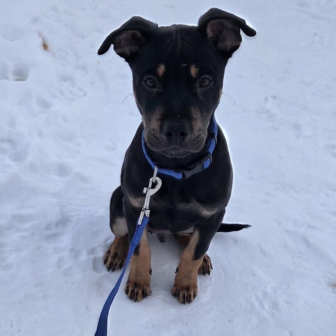 Enlarge Paprika, an adopted Pit Bull Terrier in Norwood, NY image 1/3