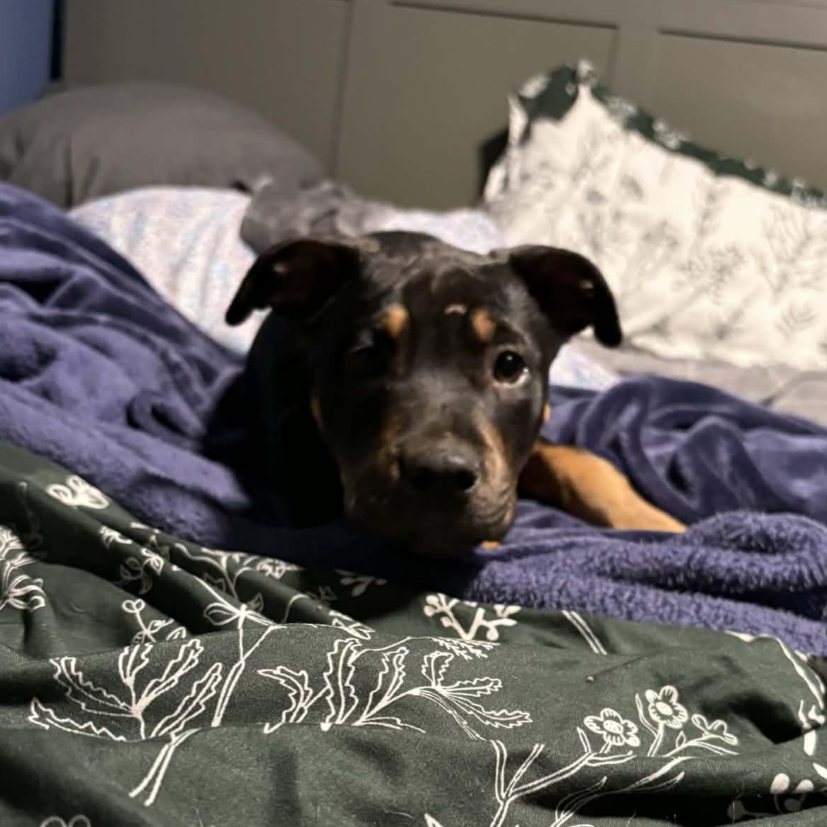 Enlarge Paprika, an adopted Pit Bull Terrier in Norwood, NY image 3/3