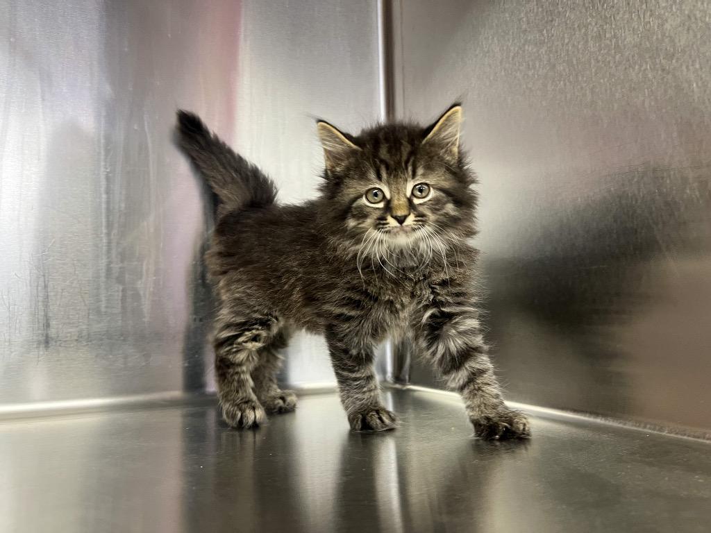 Enlarge Larry the Cable Cat, a Adoptable mixed breed in Murray, KY image 1/5