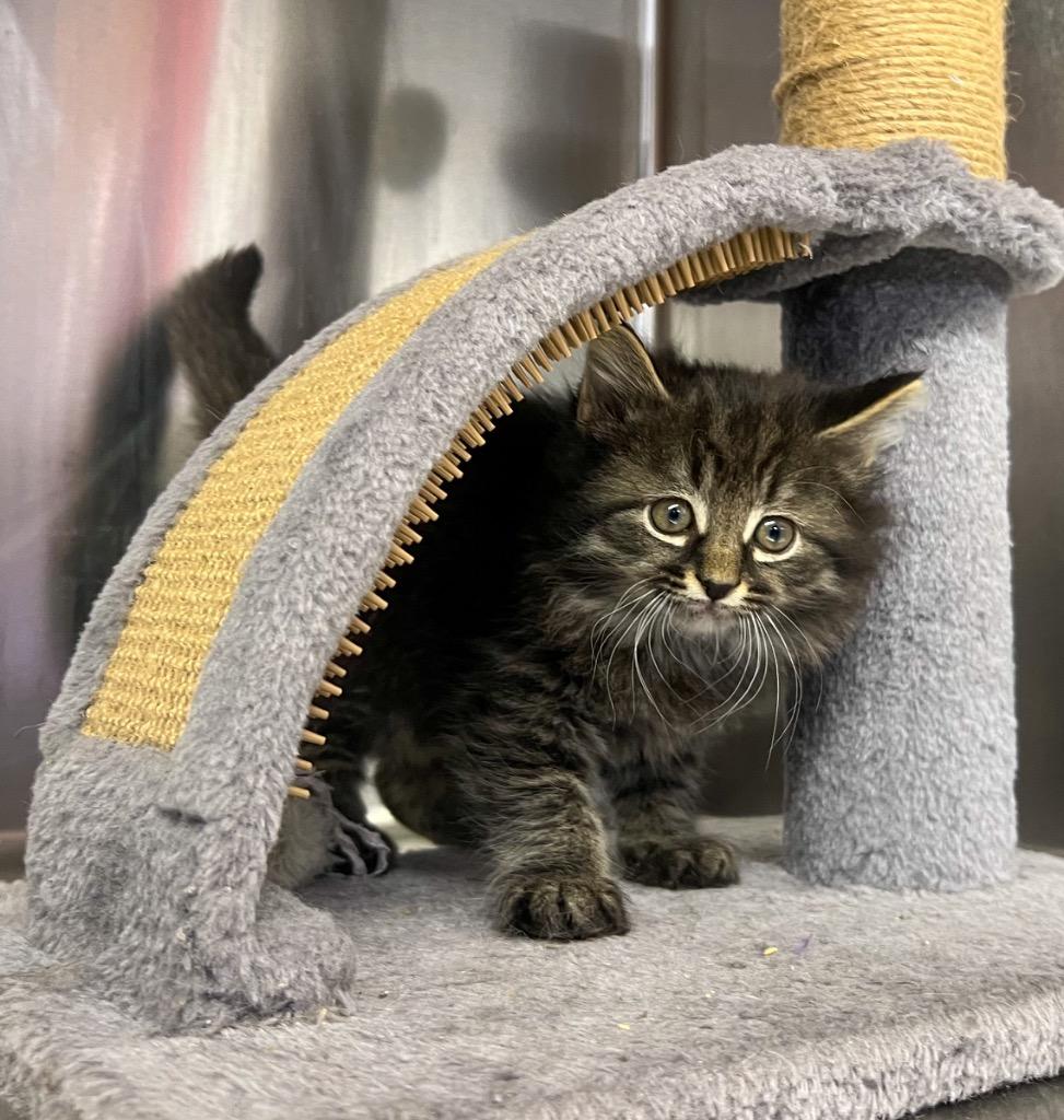 Enlarge Larry the Cable Cat, a Adoptable mixed breed in Murray, KY image 2/5