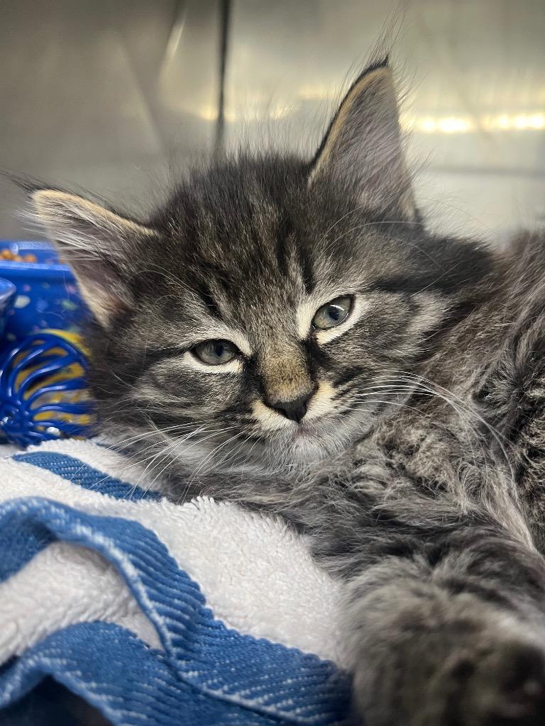 Enlarge Larry the Cable Cat, a Adoptable mixed breed in Murray, KY image 3/5
