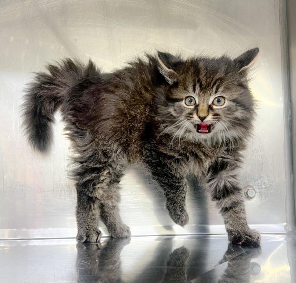 Enlarge Larry the Cable Cat, a Adoptable mixed breed in Murray, KY image 4/5