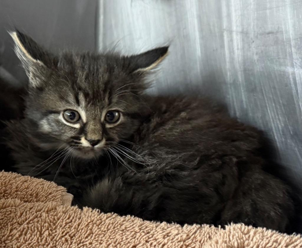 Enlarge Larry the Cable Cat, a Adoptable mixed breed in Murray, KY image 5/5