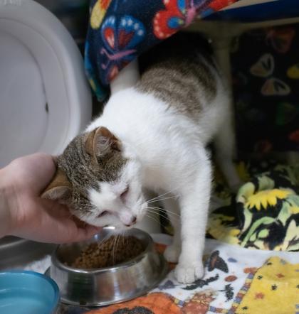 Squid Exile, a Adoptable Domestic Short Hair in Ann Arbor, MI image 1/3