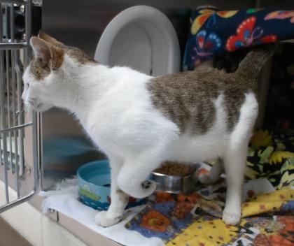 Squid Exile, a Adoptable Domestic Short Hair in Ann Arbor, MI image 2/3