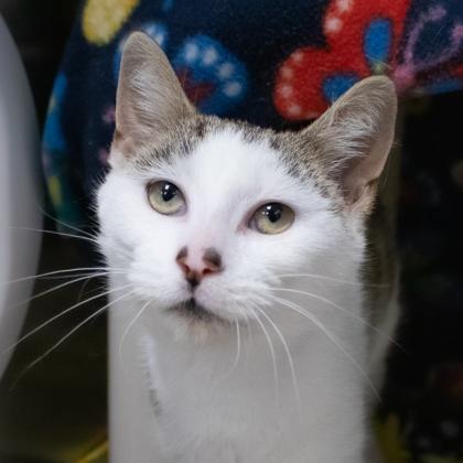 Squid Exile, a Adoptable Domestic Short Hair in Ann Arbor, MI image 3/3