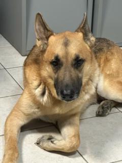 Eddie, Adoptable, Adult Male German Shepherd Dog.
