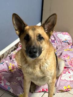 Enlarge Eddie, a Adoptable German Shepherd Dog in Paterson, NJ image 2/2