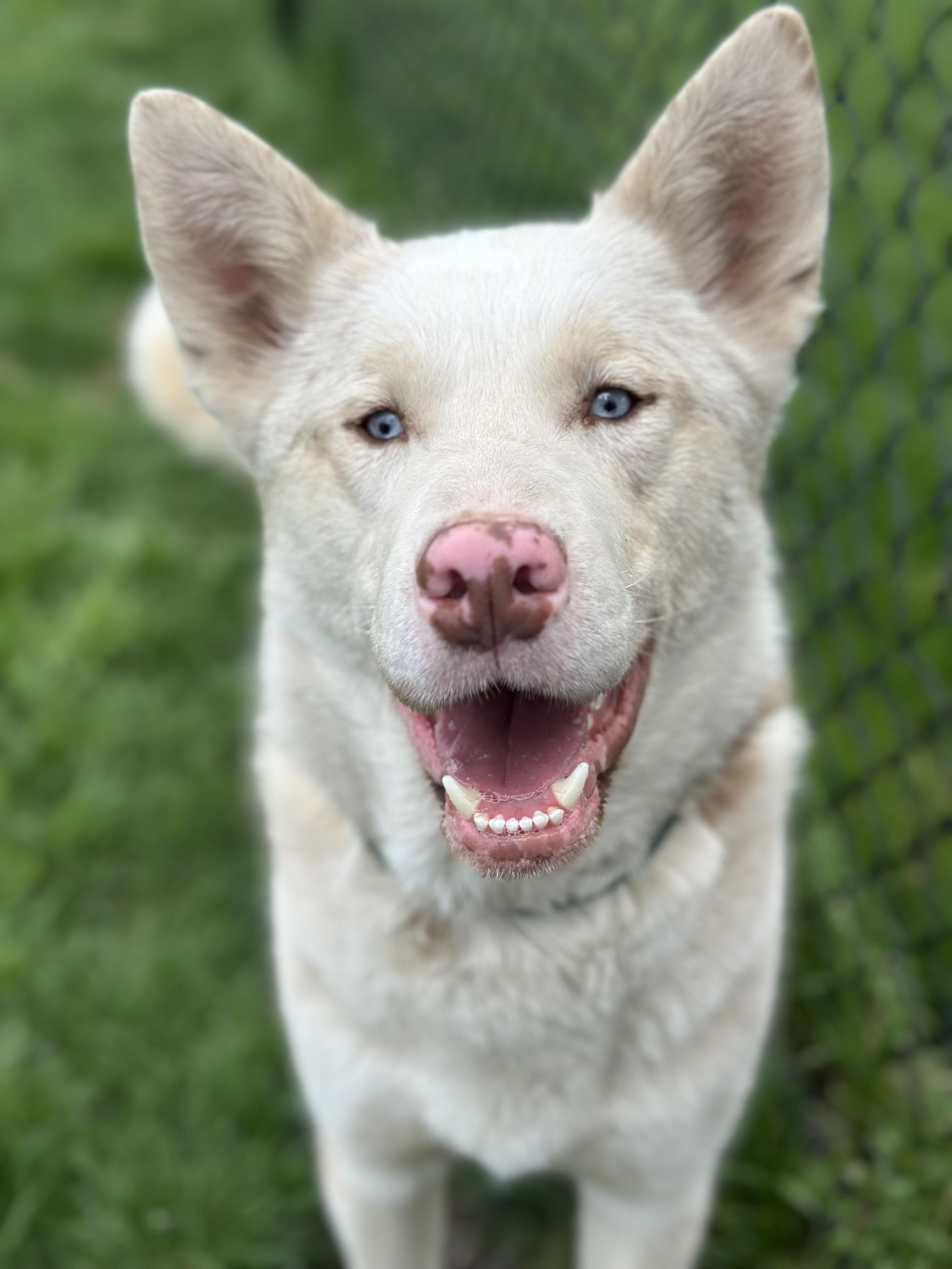 Inosuke, ADOPTABLE, Young Male Husky & Catahoula Leopard Dog.