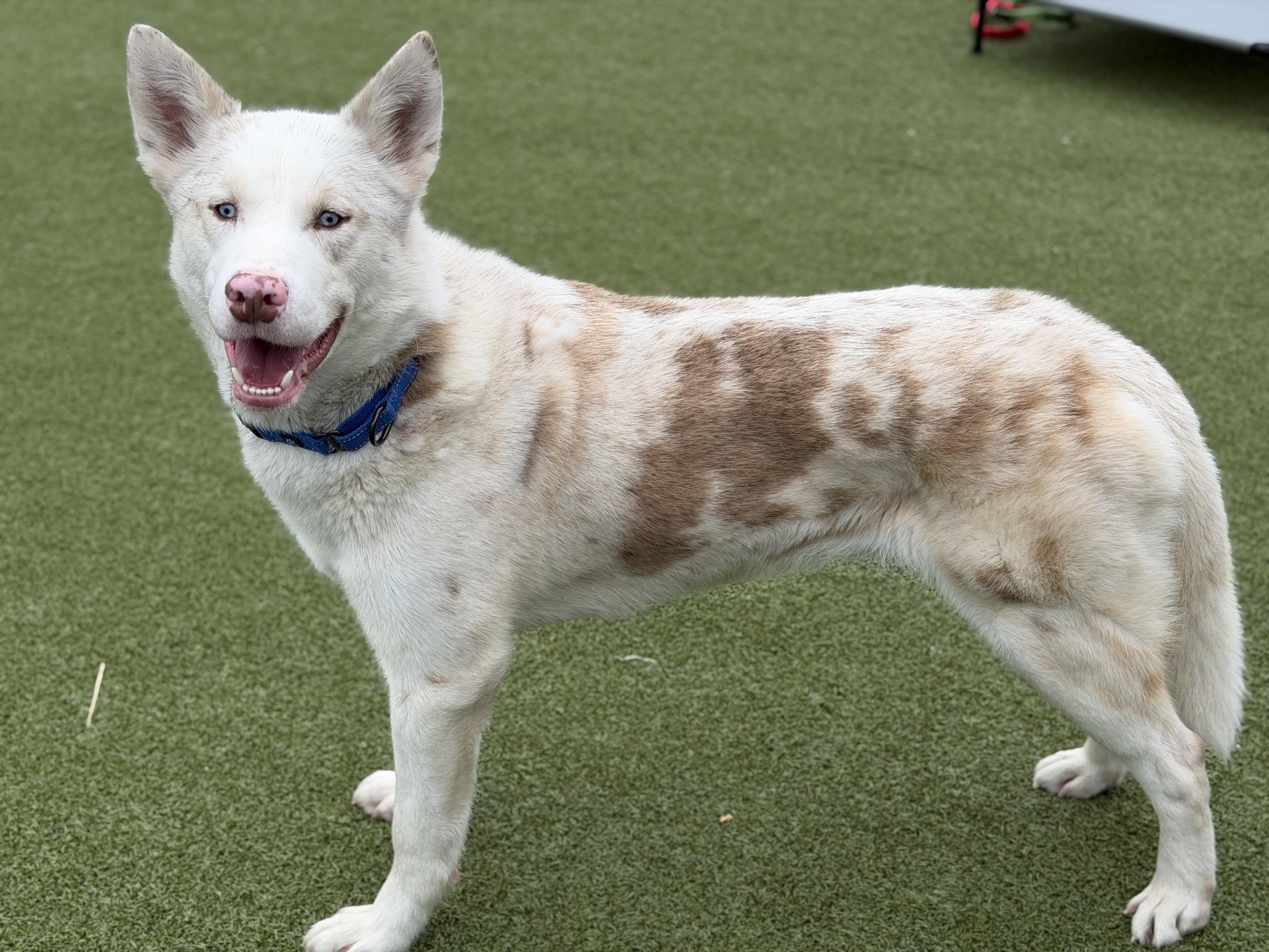 Inosuke, a ADOPTABLE mixed breed in Seneca Falls, NY image 2/5