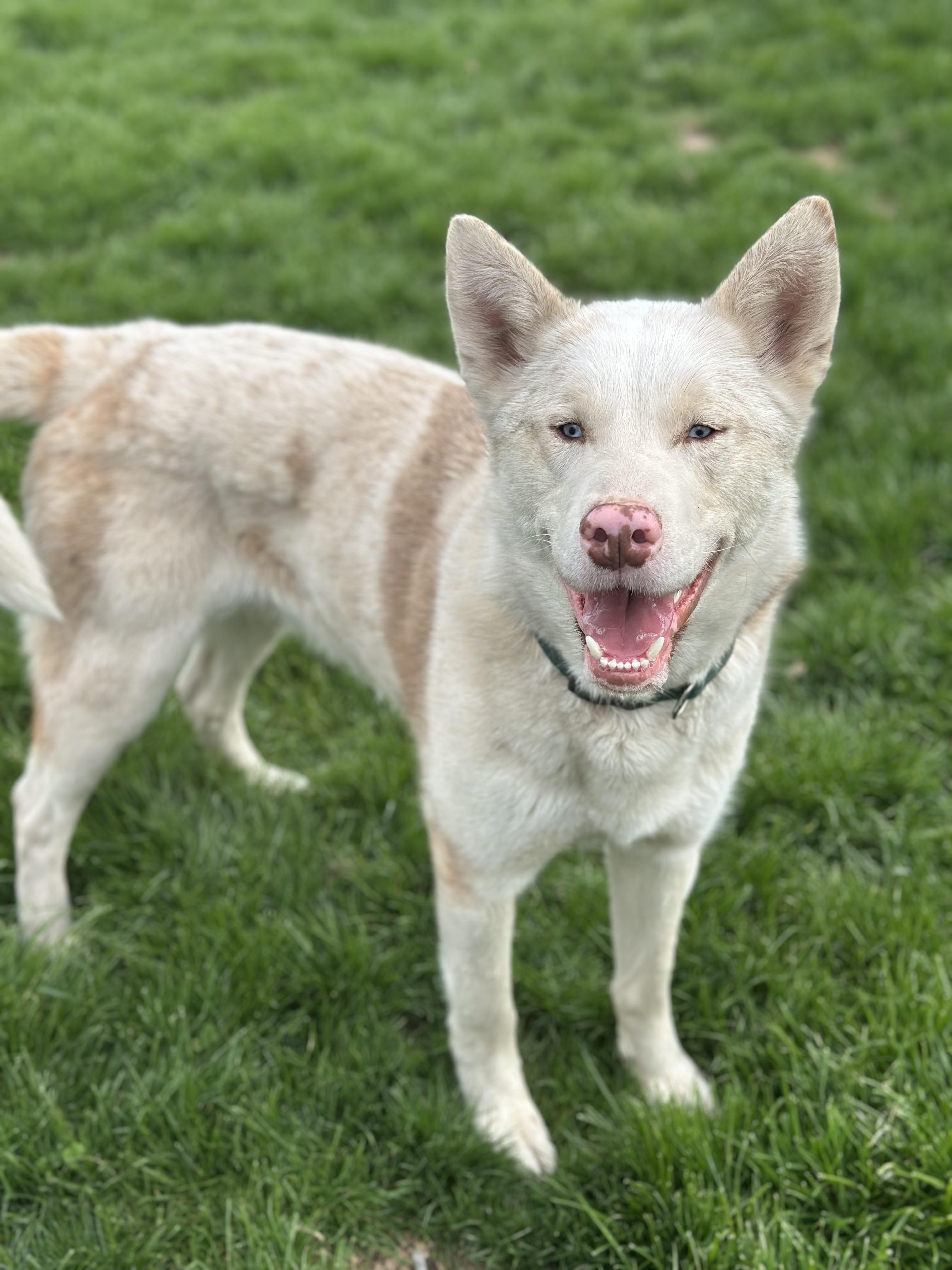 Inosuke, a ADOPTABLE mixed breed in Seneca Falls, NY image 3/5