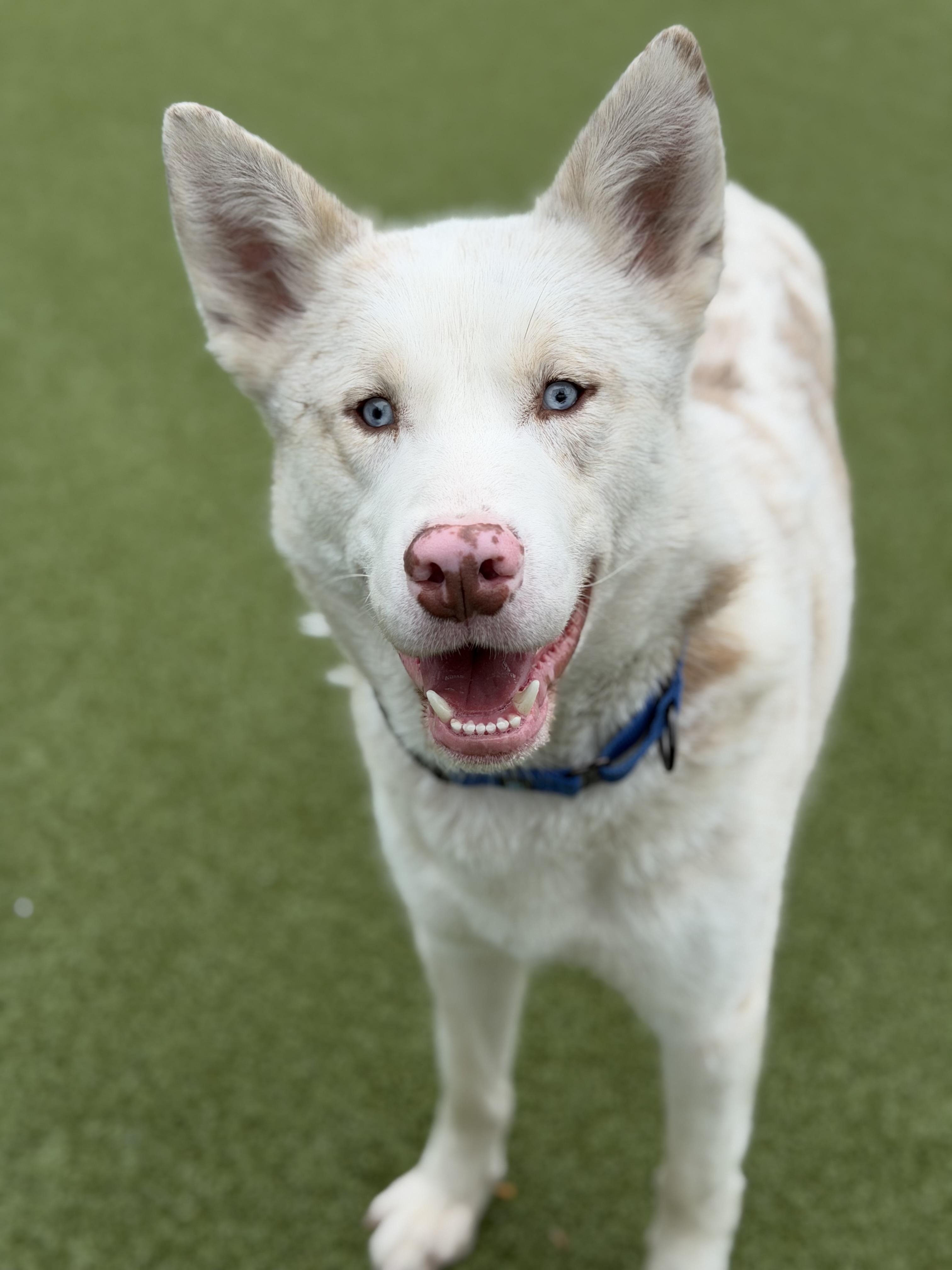 Inosuke, a ADOPTABLE mixed breed in Seneca Falls, NY image 4/5