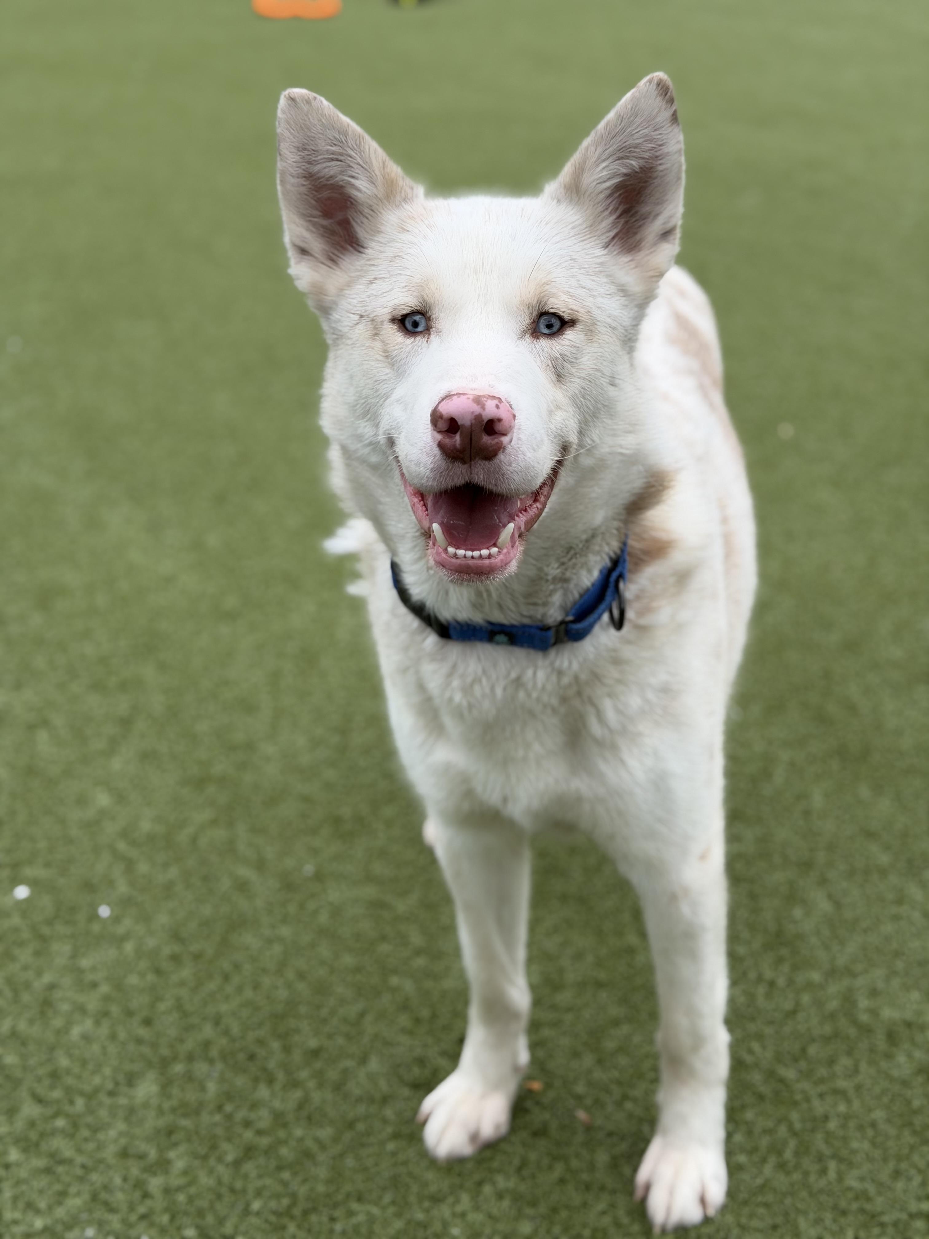 Inosuke, a ADOPTABLE mixed breed in Seneca Falls, NY image 5/5