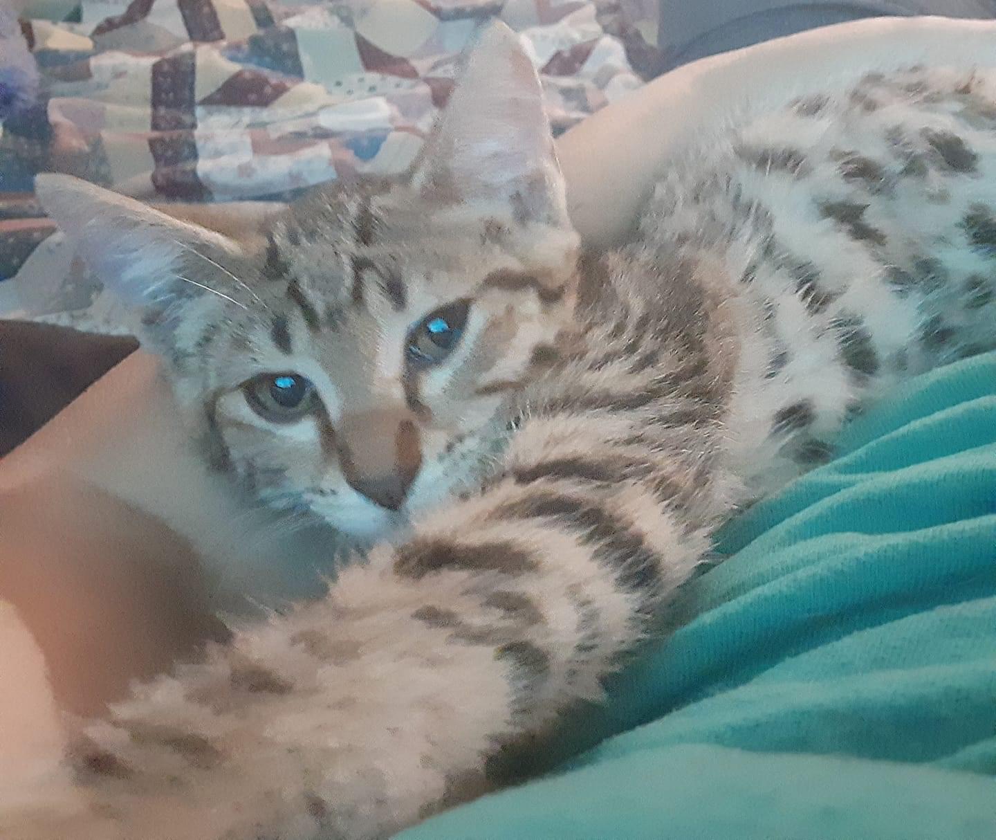 Lady Sunshine, Adoptable, Young Female Domestic Short Hair.