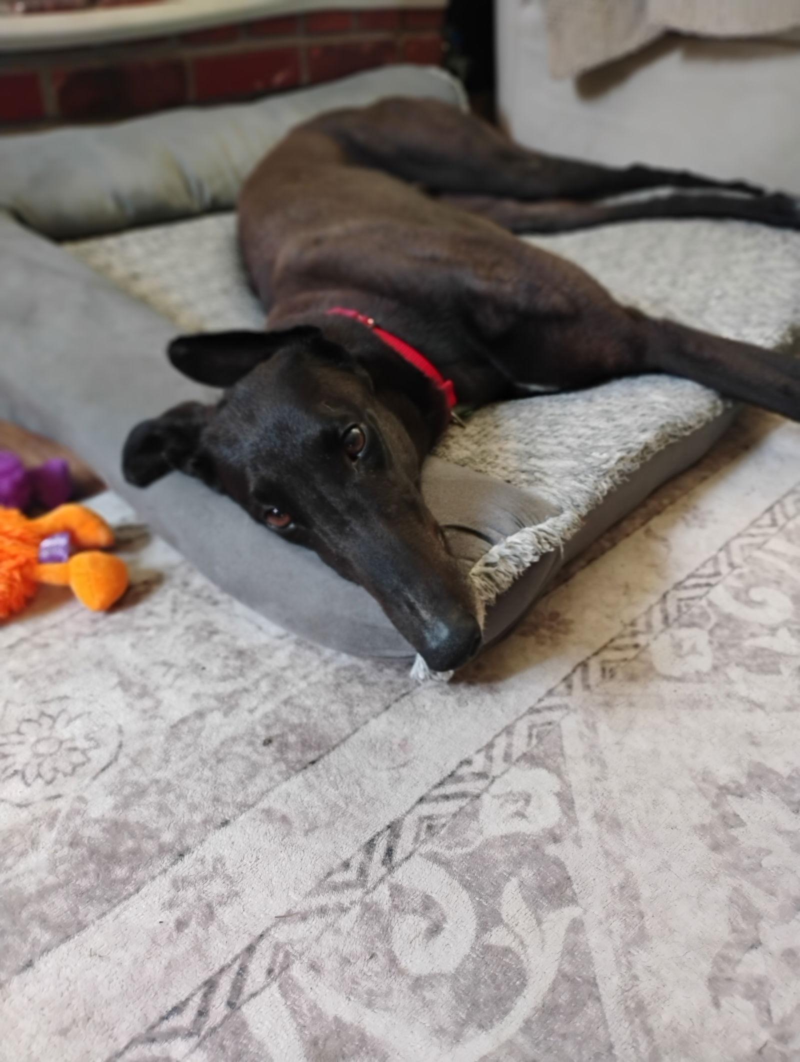 Archie, Adoptable, Adult Male Greyhound.