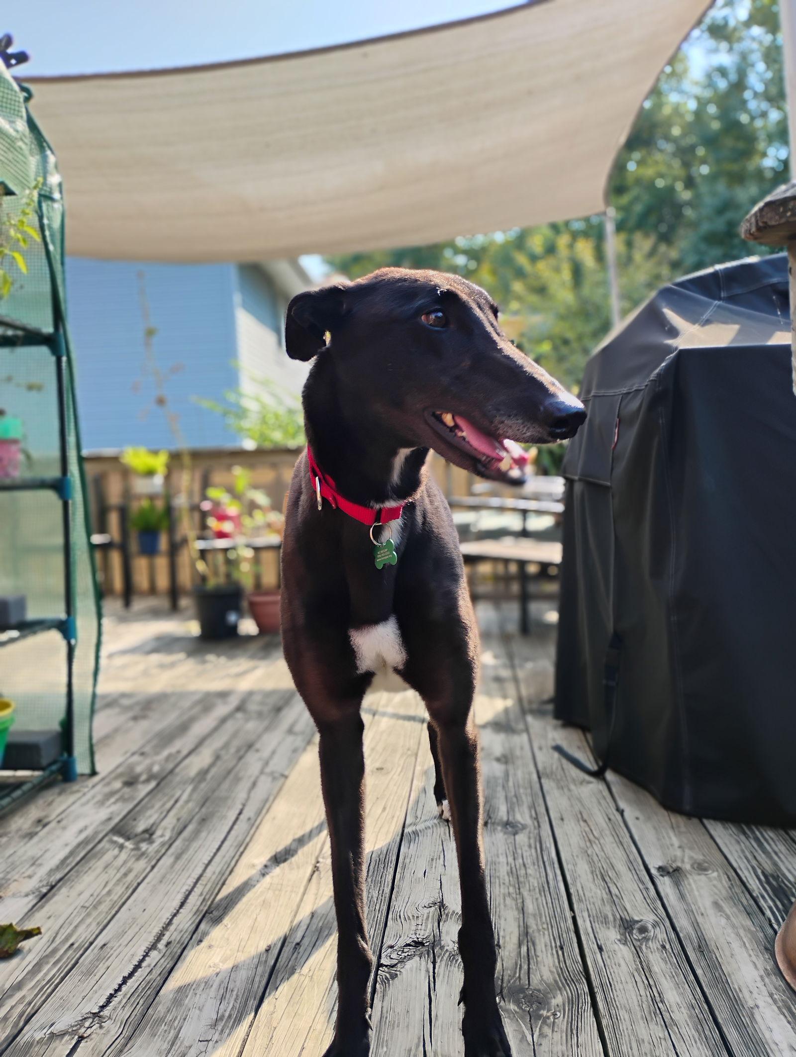Enlarge Archie, a Adoptable Greyhound in Kansas City, MO image 2/3