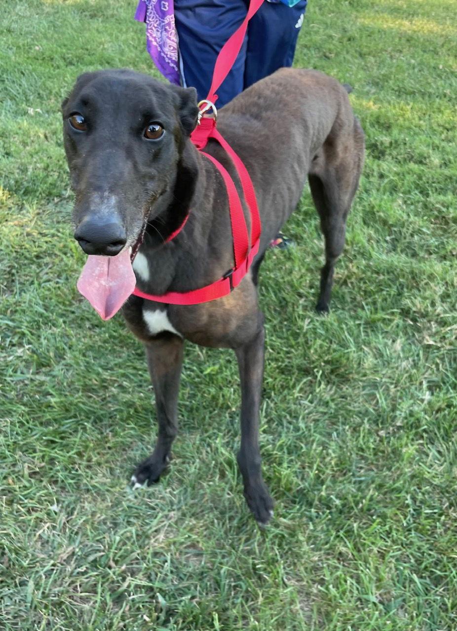 Archie, Adoptable, Adult Male Greyhound.