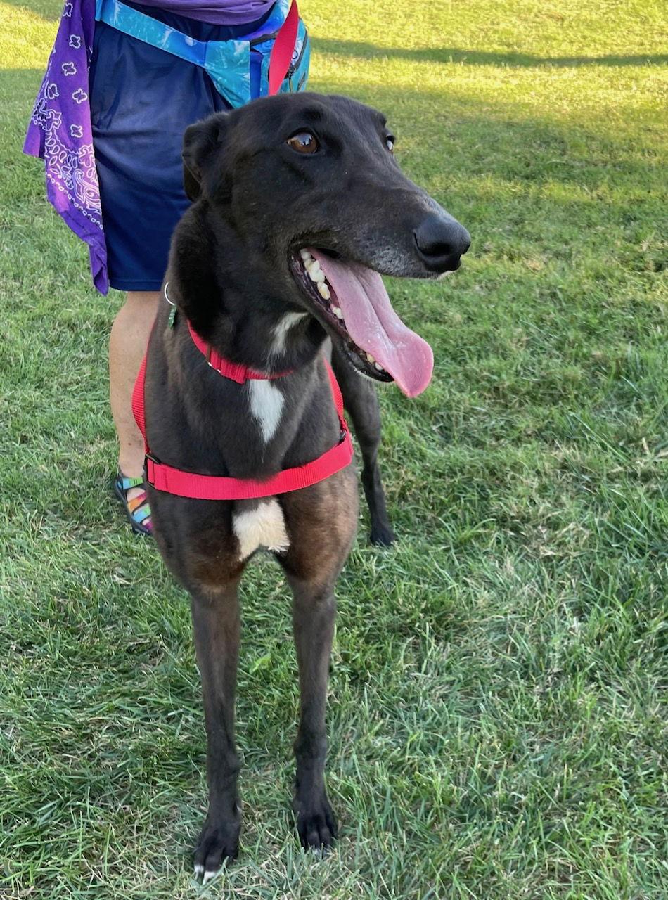 Enlarge Archie, a Adoptable Greyhound in Kansas City, MO image 2/3