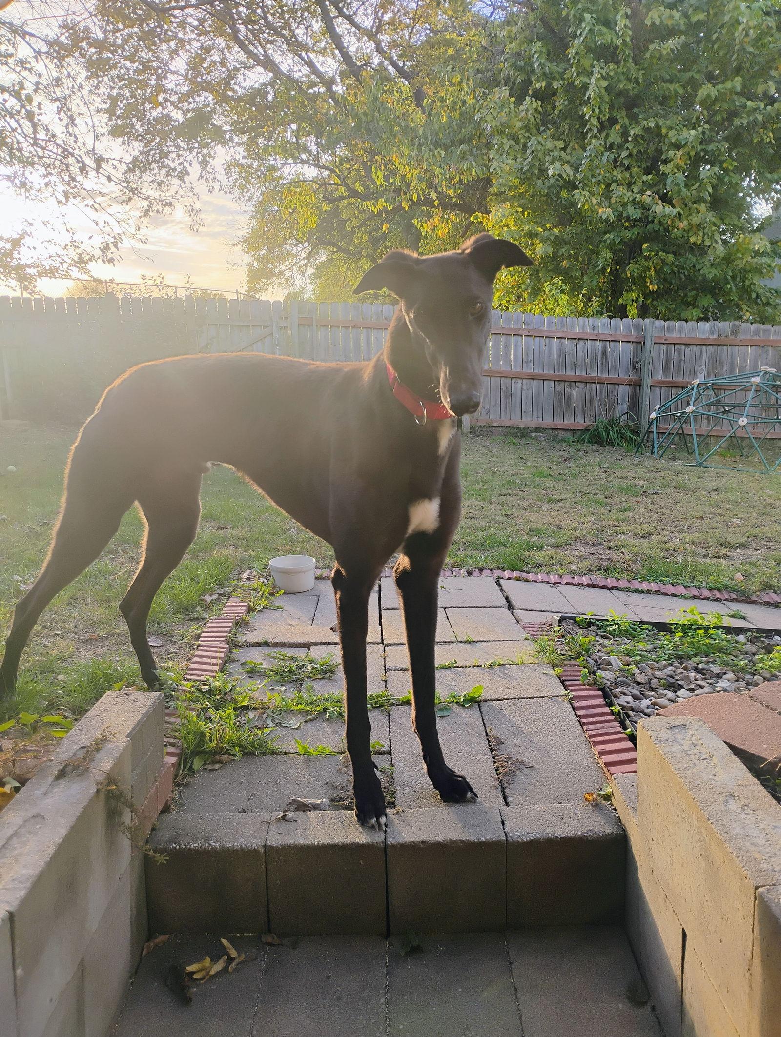 Enlarge Archie, a Adoptable Greyhound in Kansas City, MO image 3/3