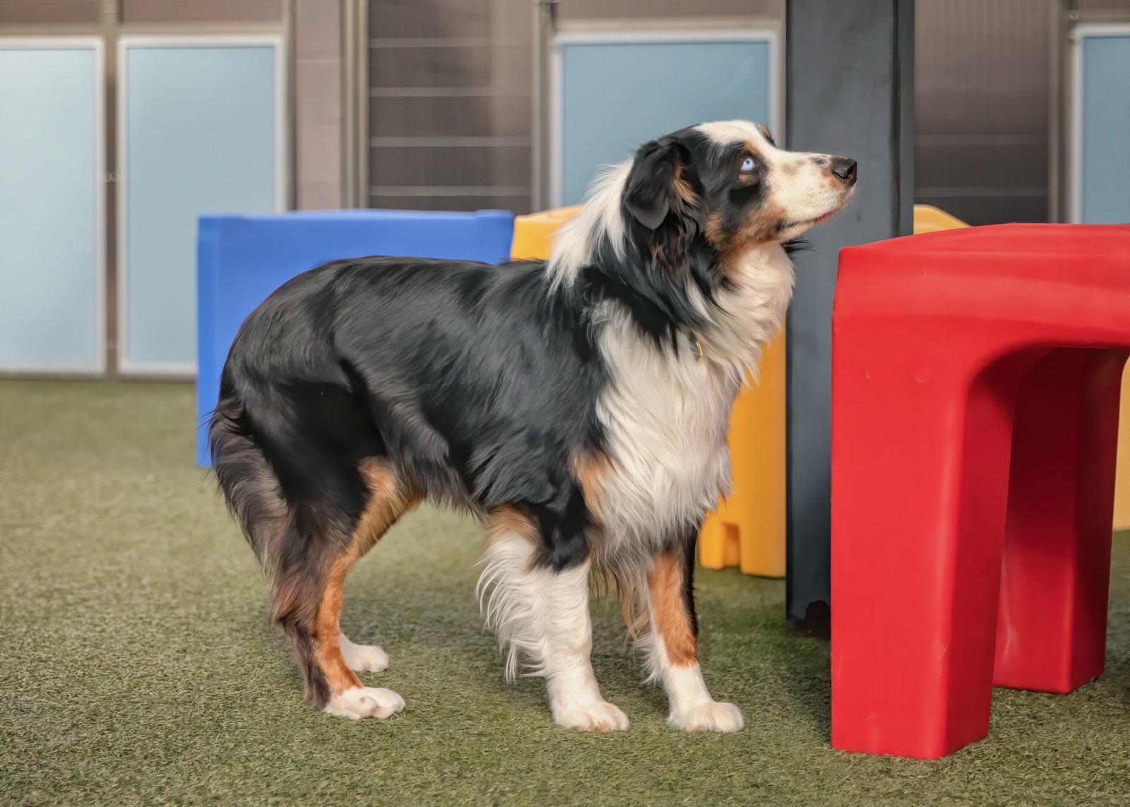 DAKOTA, Adoptable, Adult Male Australian Shepherd.