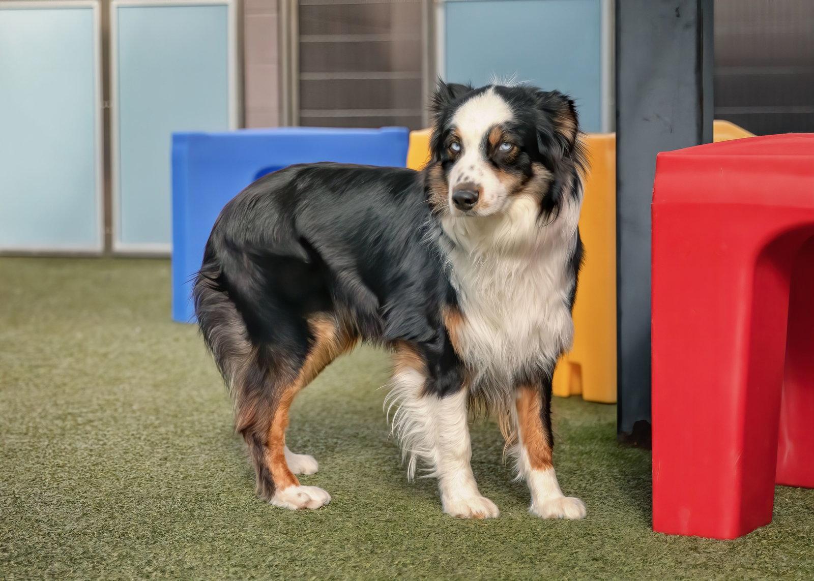 DAKOTA, Adoptable, Adult Male Australian Shepherd.