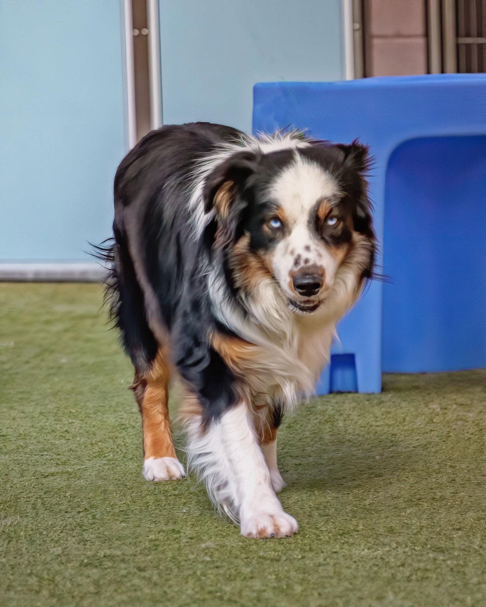 DAKOTA, a Adoptable Australian Shepherd in Scottsdale, AZ image 2/3