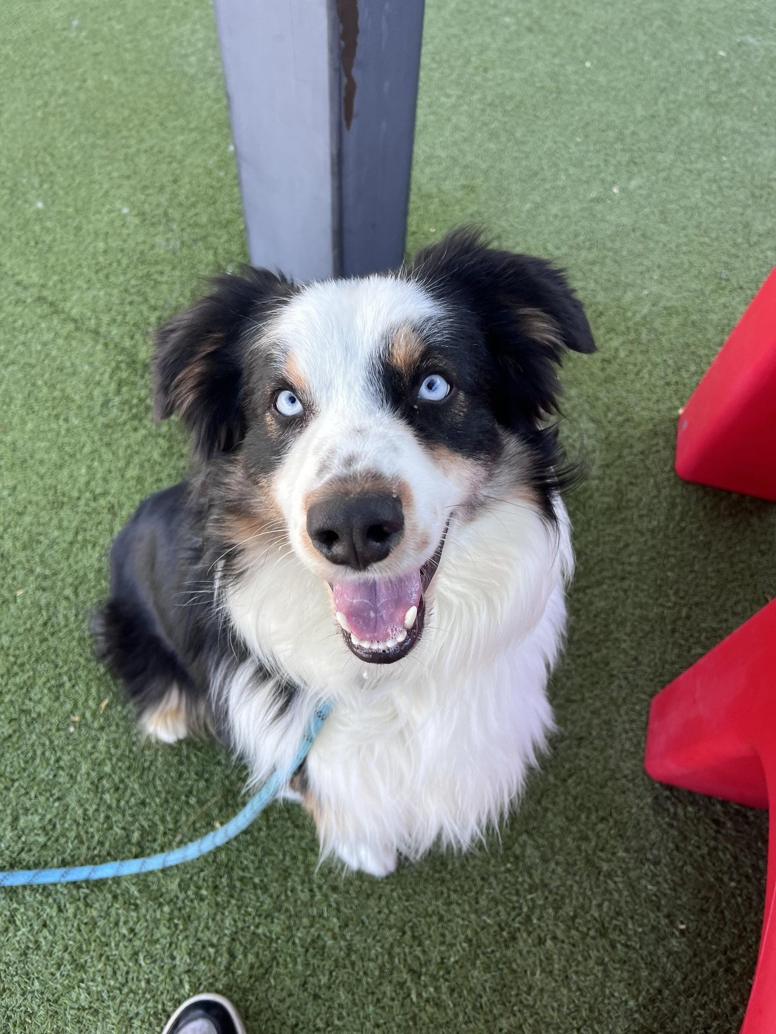 Enlarge DAKOTA, a Adoptable Australian Shepherd in Scottsdale, AZ image 3/3