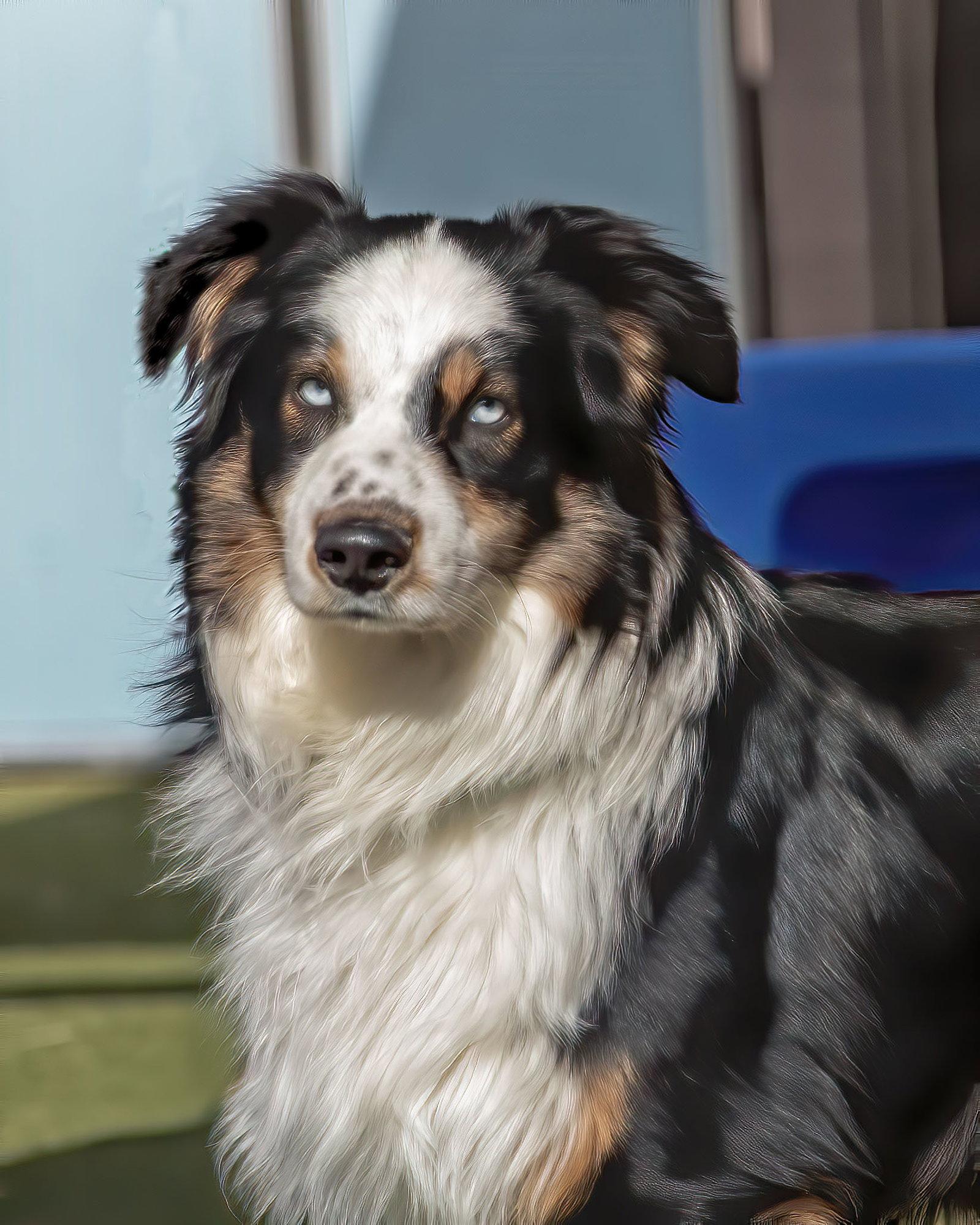 DAKOTA, a Adoptable Australian Shepherd in Scottsdale, AZ image 3/3